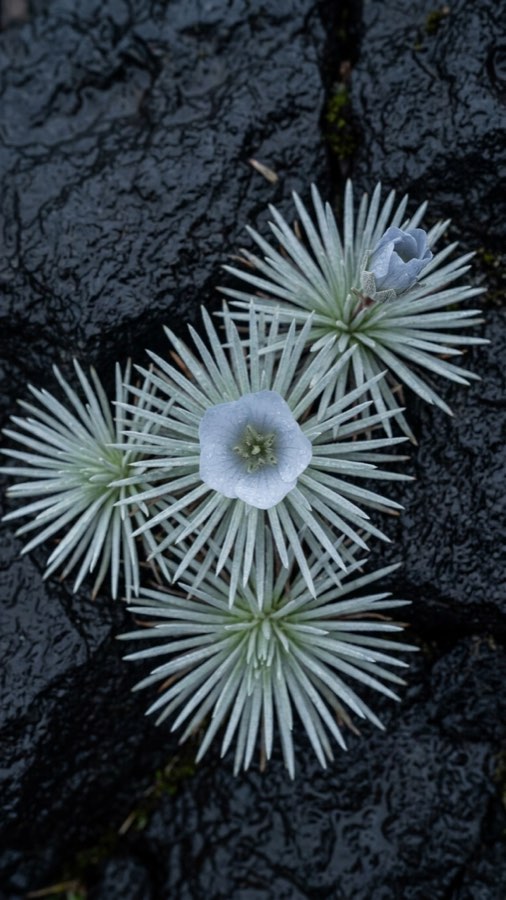 夜露輪花 plate 4