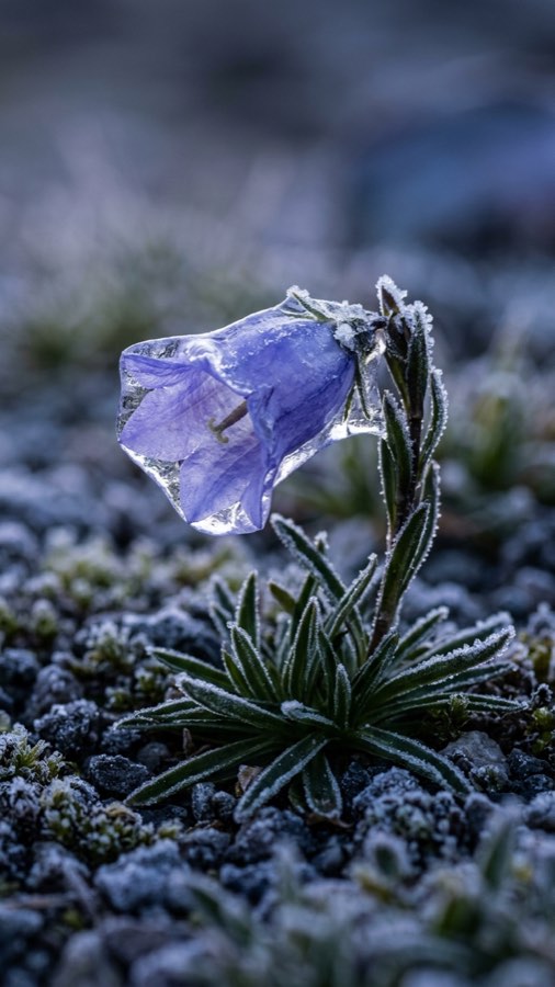 氷包花 Crystallanthus altaicus
