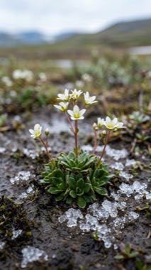 Thaw Bloom（Cryophila pergelida）の標本