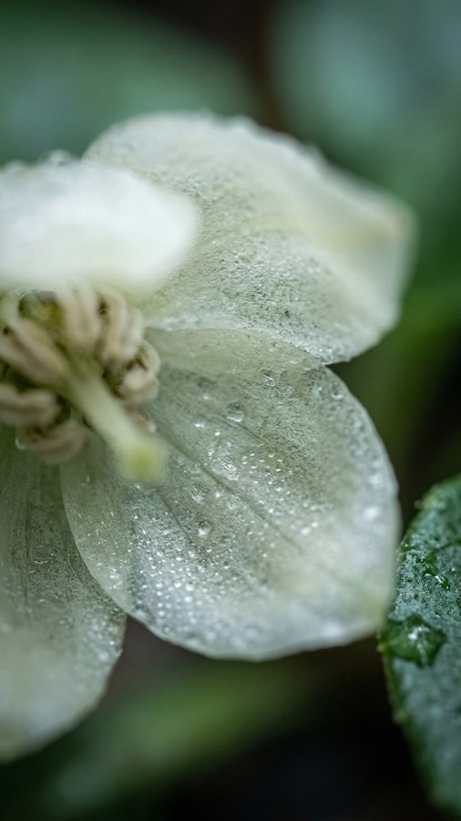 根返りflower plate 3