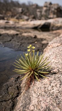 Receding Rockbloom（Petranthus caatingae）の標本