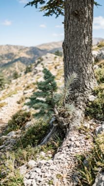 Two-form Cedar（Cedrus bimorpha atlasiana）の標本