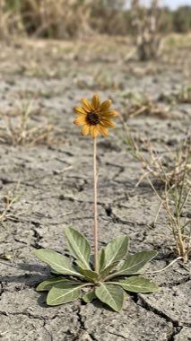 Scattered-kin Herb（Radix dispersa tschadensis）の標本