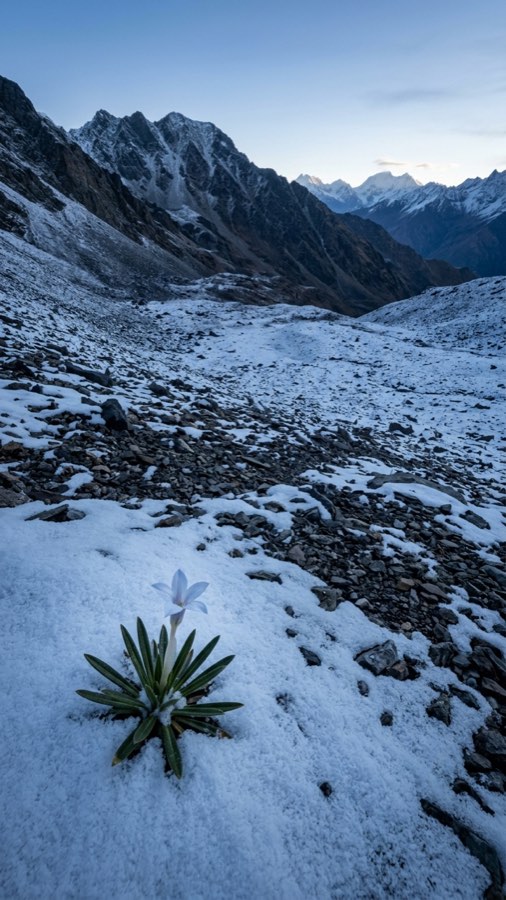 Snow-window Bloom plate 1