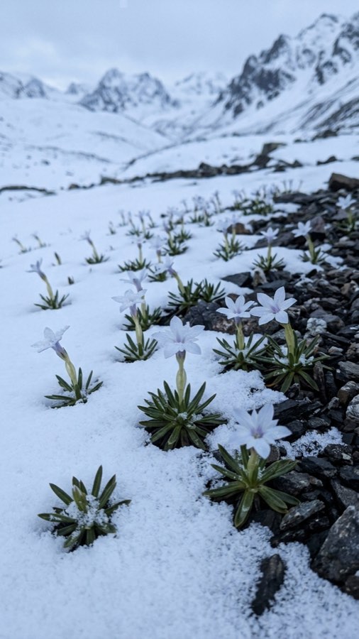 Snow-window Bloom plate 6