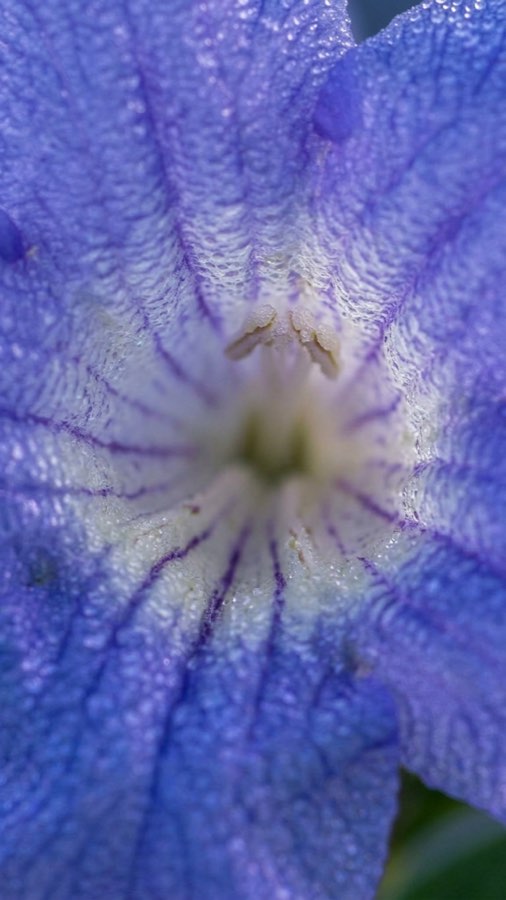 Valley-Tide Bloom plate 3