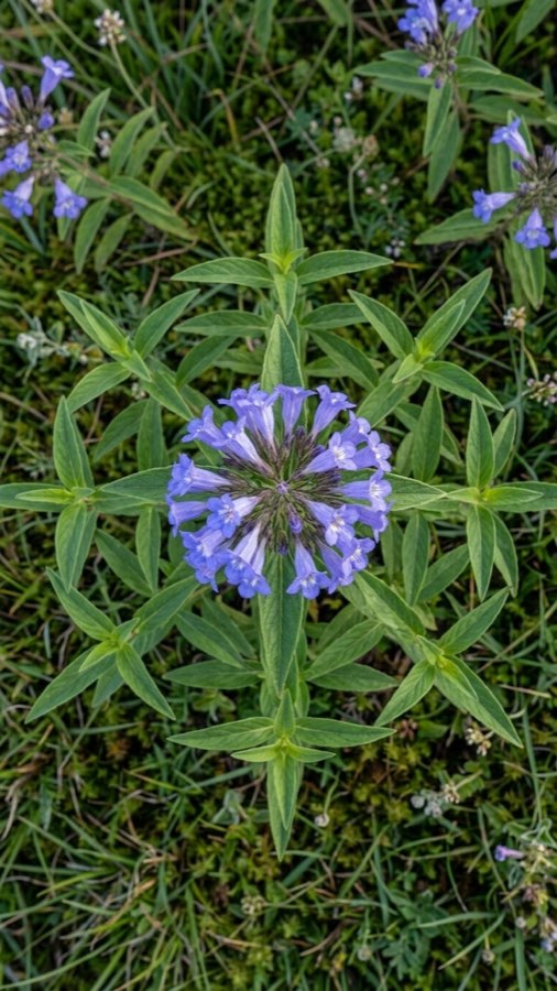 Valley-Tide Bloom plate 4