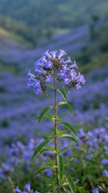 Valley-Tide Bloom（Chronanthus vallitinctus）の標本
