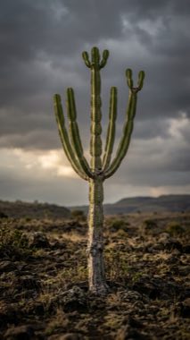 Thunder Candelabra（Ceraunocandela furcata）の標本