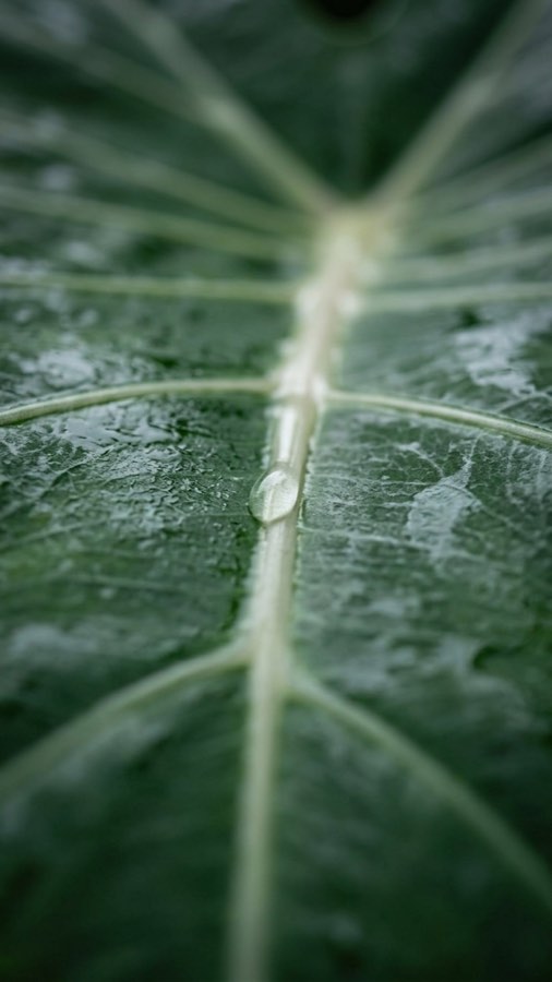 One-Leaf Rain Parasol plate 3