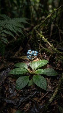 Foil-flash Bloom（Chalybanthus congoensis）の標本