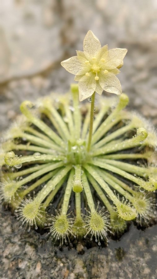 Cleftkeeper Moss-bloom plate 2