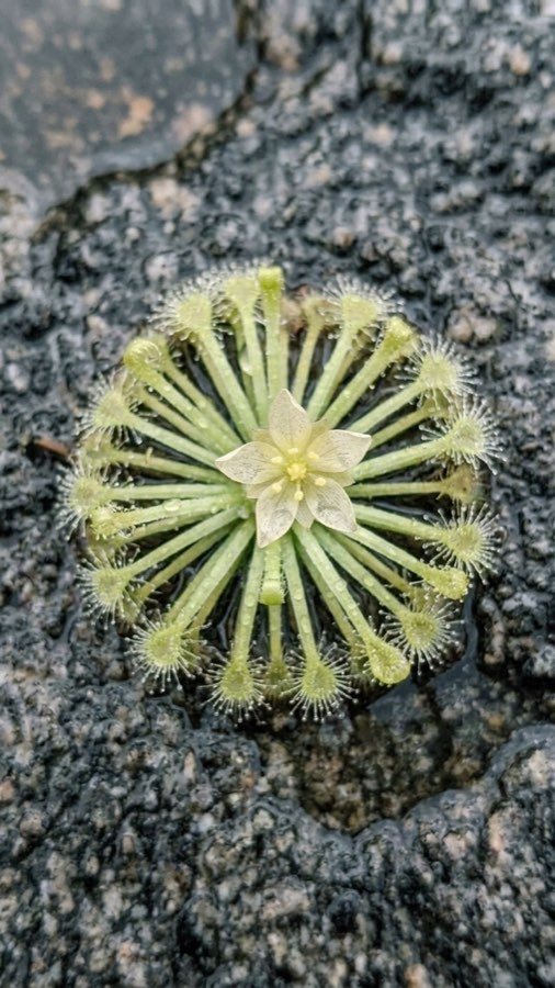 Cleftkeeper Moss-bloom plate 4