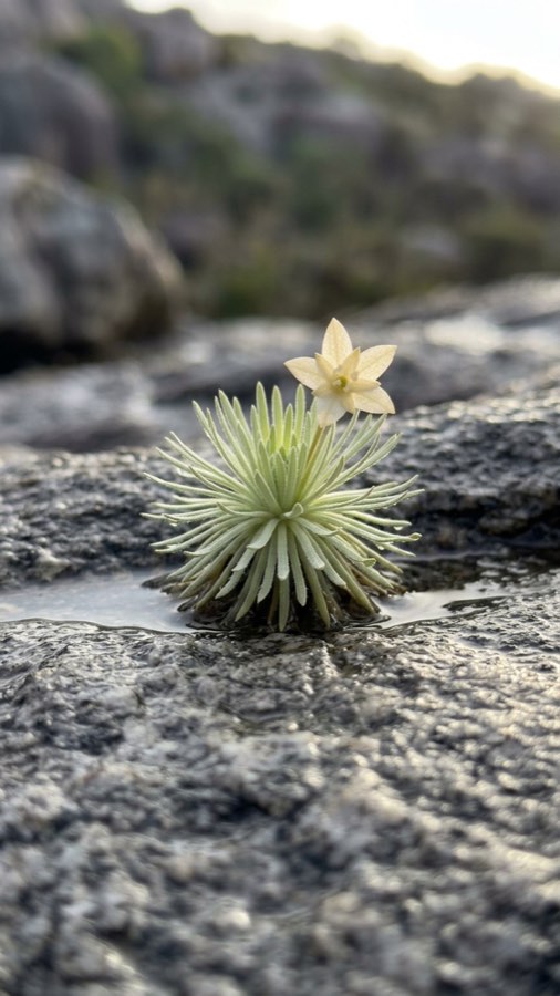Cleftkeeper Moss-bloom plate 5