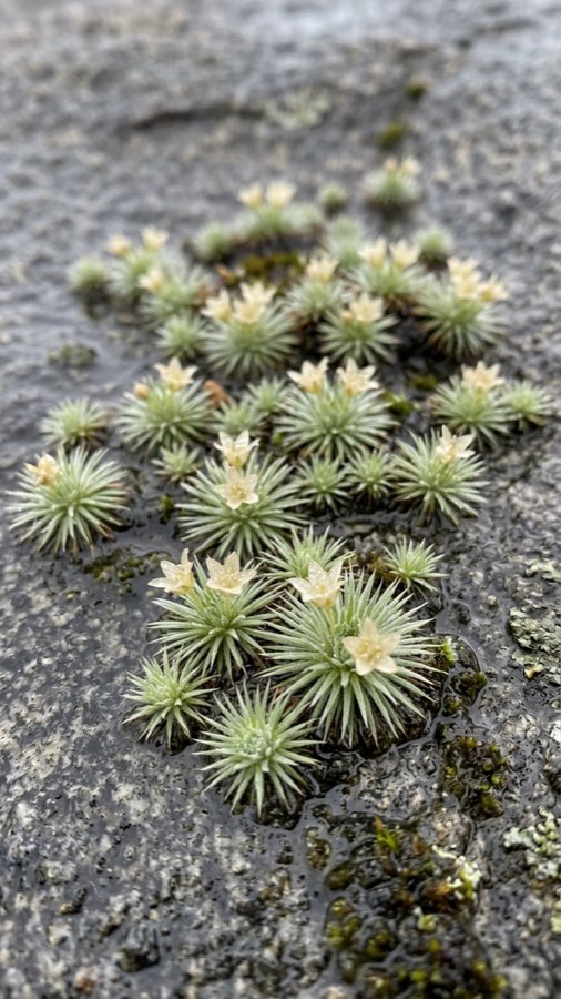 Cleftkeeper Moss-bloom plate 6
