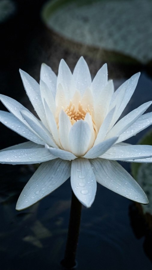 Sunken Lantern Lily plate 2