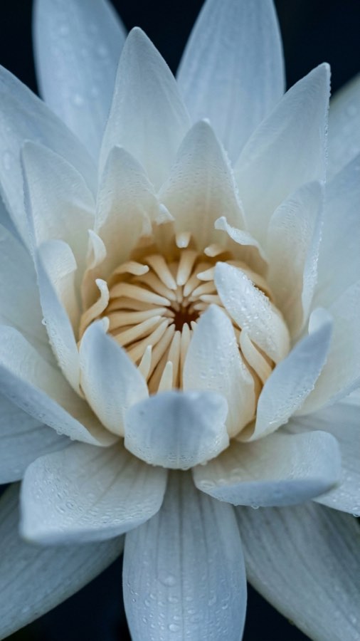 Sunken Lantern Lily plate 3
