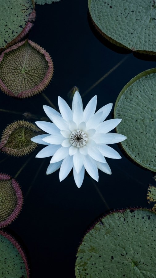 Sunken Lantern Lily plate 4