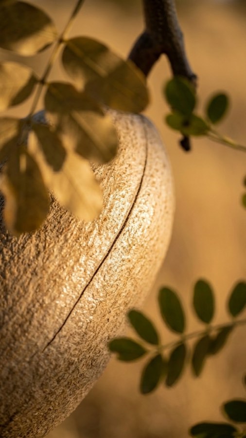 Sealed Gourd Tree plate 3