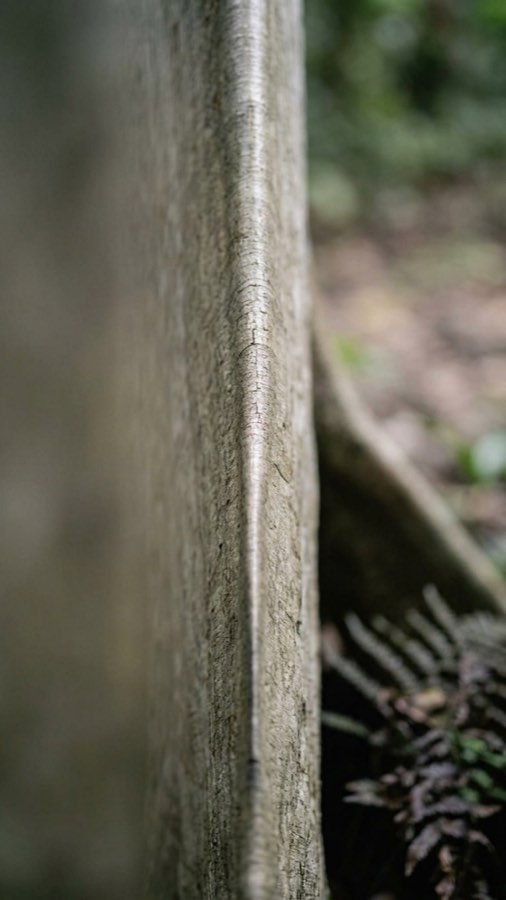 Soundboard Buttress Tree plate 3