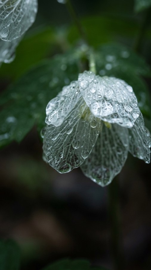 Rain-glass Bloom plate 3