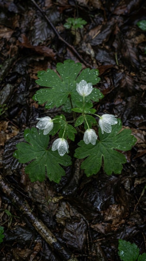 Rain-glass Bloom plate 4