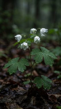 Rain-glass Bloom（Hyalopetalum pluviale）の標本