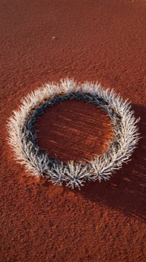Age-Ring Bush（Anulophyton dilatans）の標本