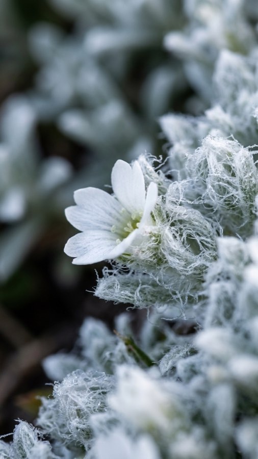 Snowghost Bloom plate 3