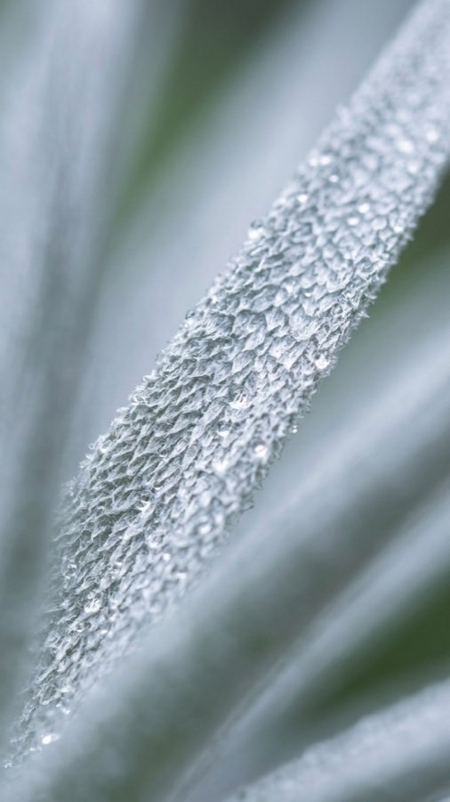 銀霧草 plate 3