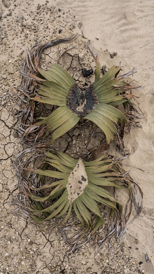 Thousand-year Twin-leaf plate 4