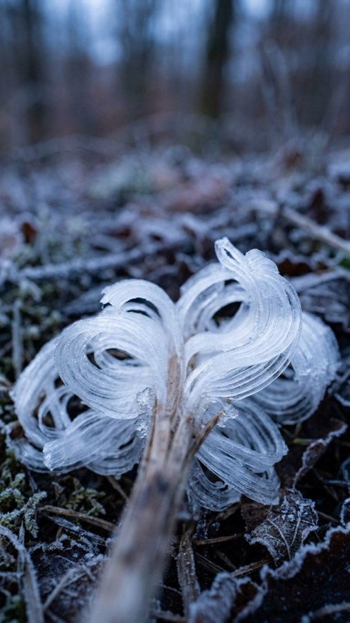 Frost-ribbon Bloom plate 2