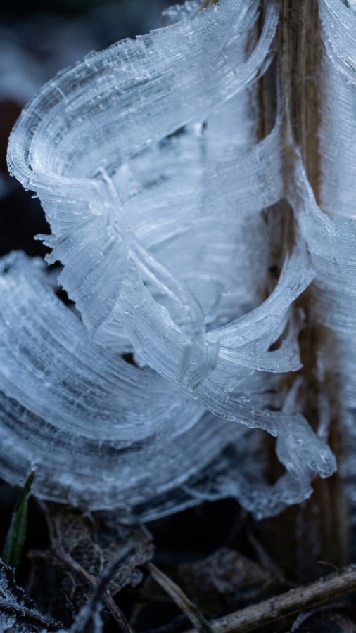 Frost-ribbon Bloom plate 3