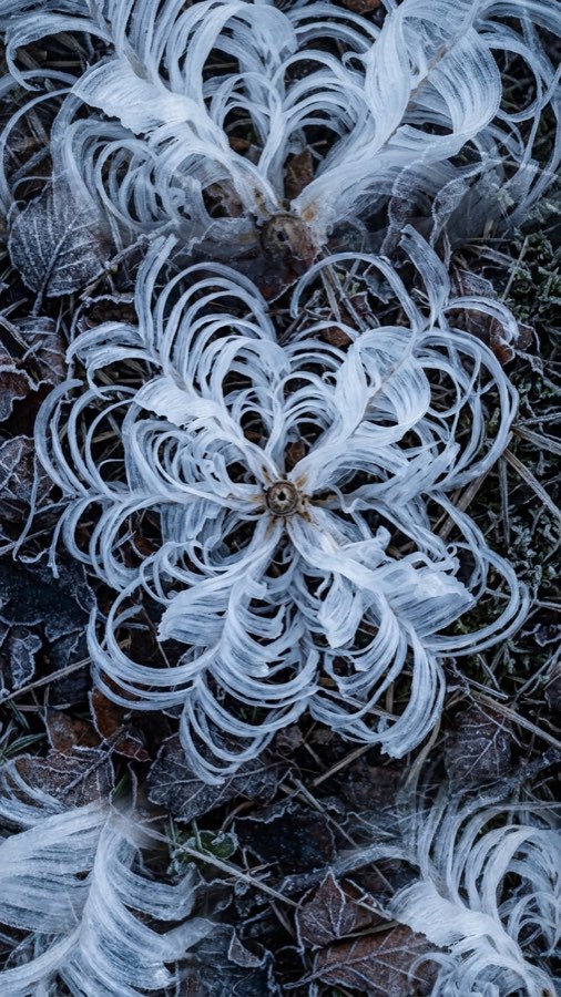Frost-ribbon Bloom plate 4