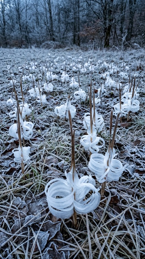 Frost-ribbon Bloom plate 6