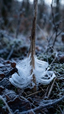 Frost-ribbon Bloom（Gelifolium matutinum）の標本